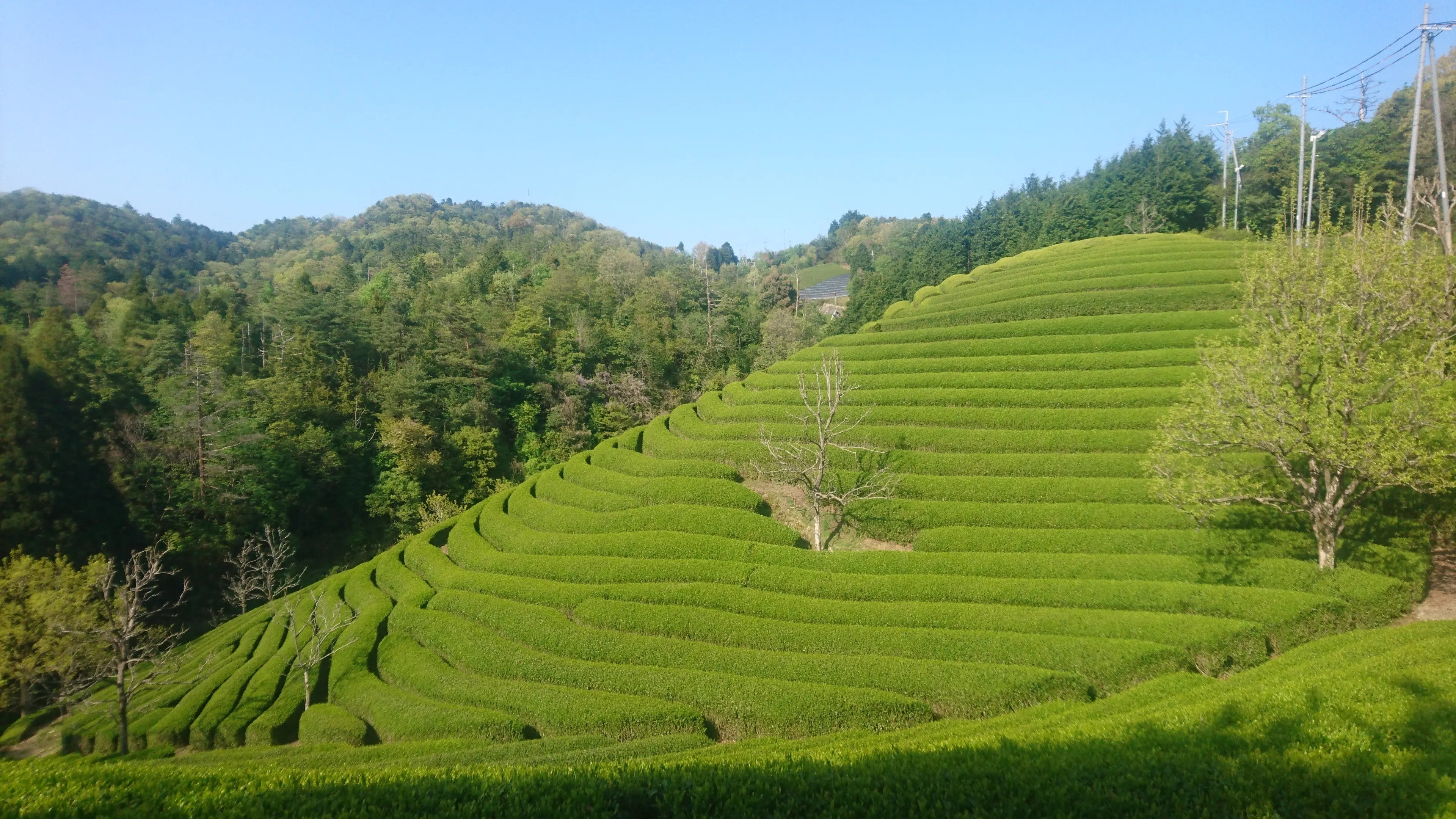 Thé MATCHA Prémium BIO